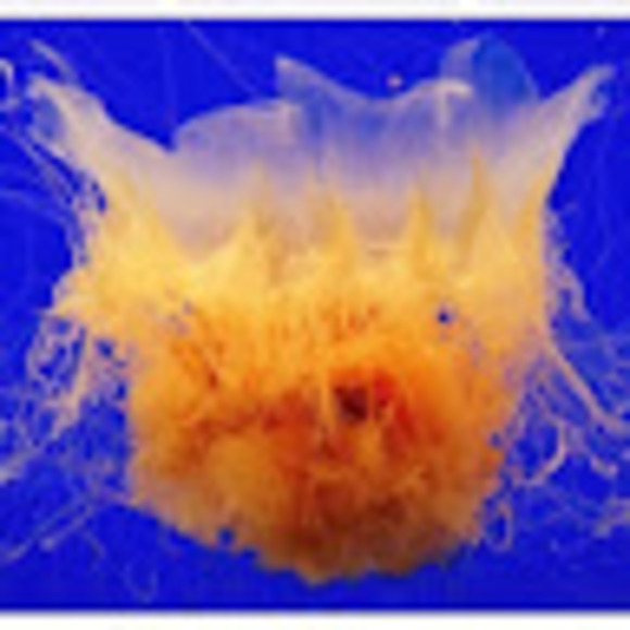 Meet your Posher, Wil - Picture 1 of 1